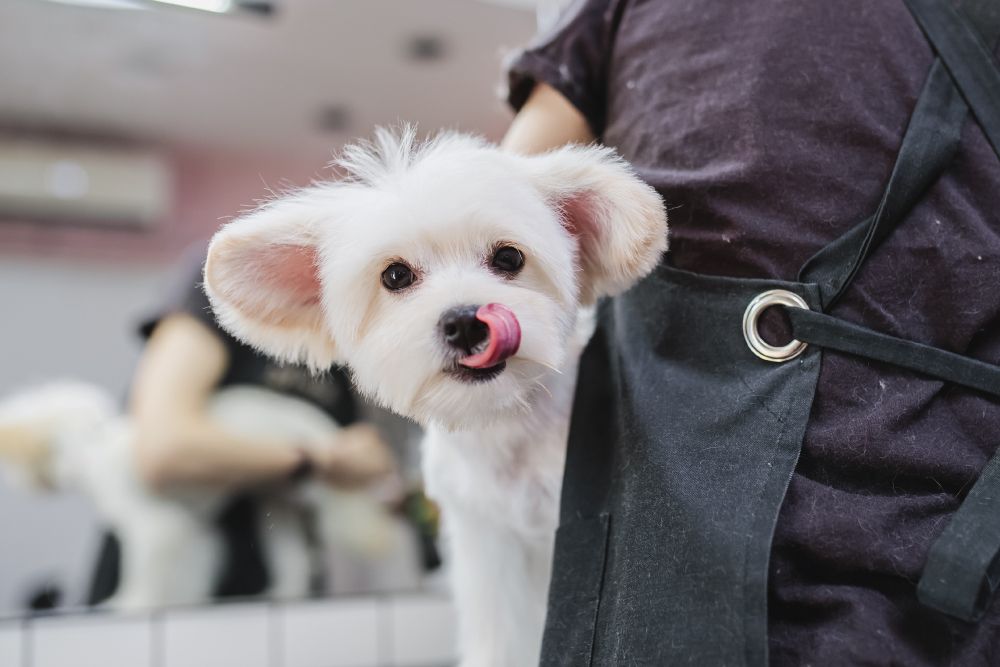 A small, fluffy white dog licks its nose while standing next to a person wearing a black grooming apron in a blurred salon setting