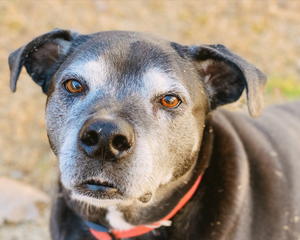 Dog staring
