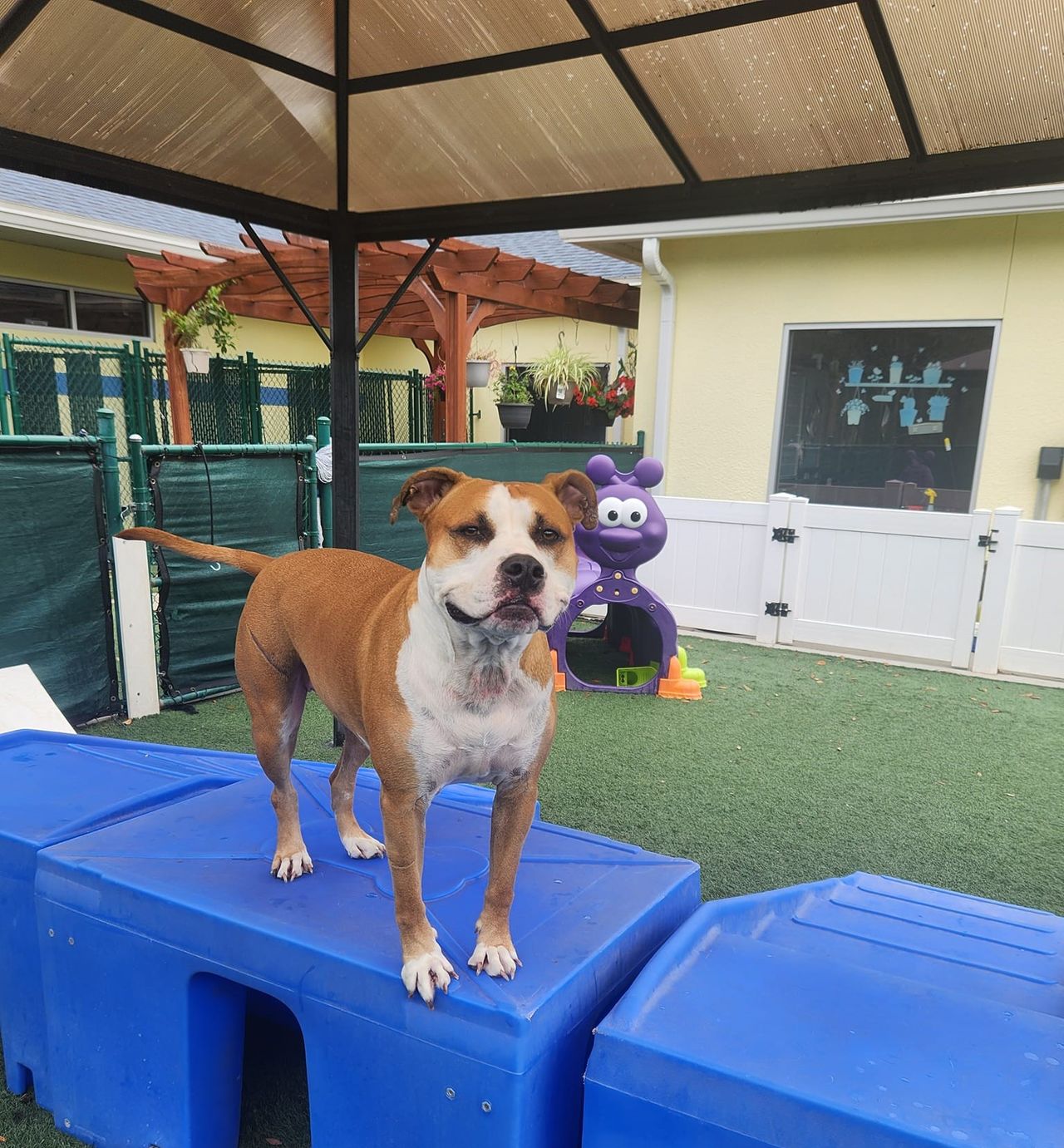 A brown and white pitbull-type dog stands alert on top of a blue plastic play structure in an outdoor pet care yard with artificial turf. The dog is positioned under a dark-framed gazebo. In the background, there is a purple caterpillar-shaped play tunnel, a white picket fence, a yellow building, and a wooden pergola near a green fence