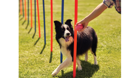 Border Collie being led through a fun obstacle course