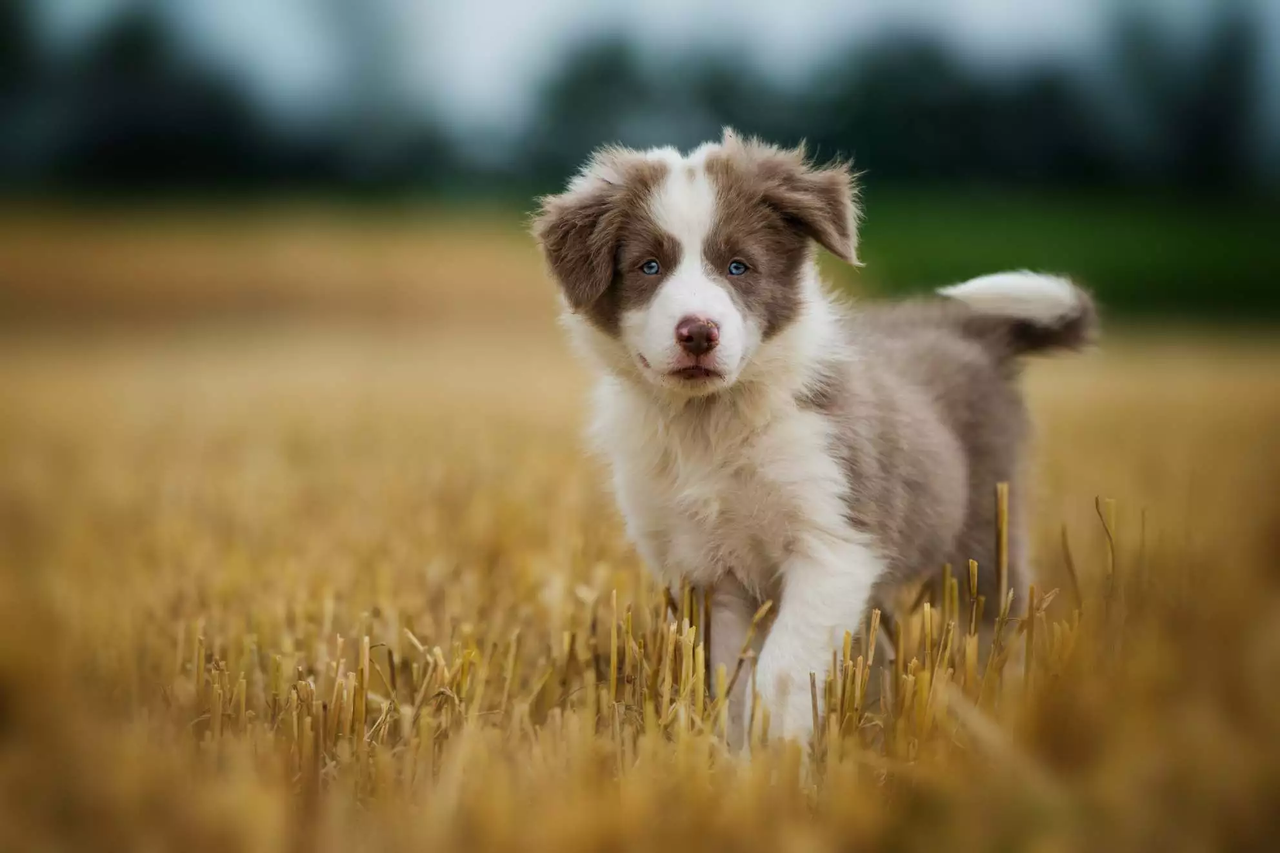 Fluffy lilac and white Border Collie puppy with blue eyes walking through a golden wheat field