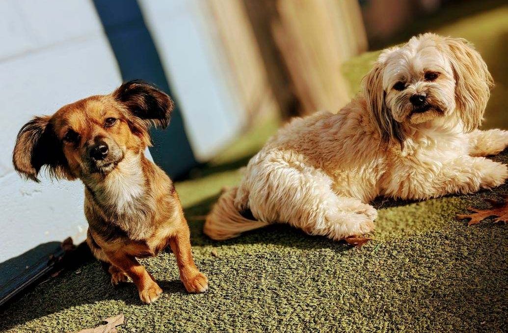 Fluffy-eared tan Chihuahua mix and a cream Lhasa Apso mix soaking up the sun together on turf at dog daycare