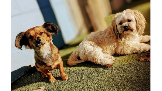 Small tan mixed-breed dog and a cream Shih Tzu mix relaxing on artificial turf in a sunny outdoor dog daycare yard