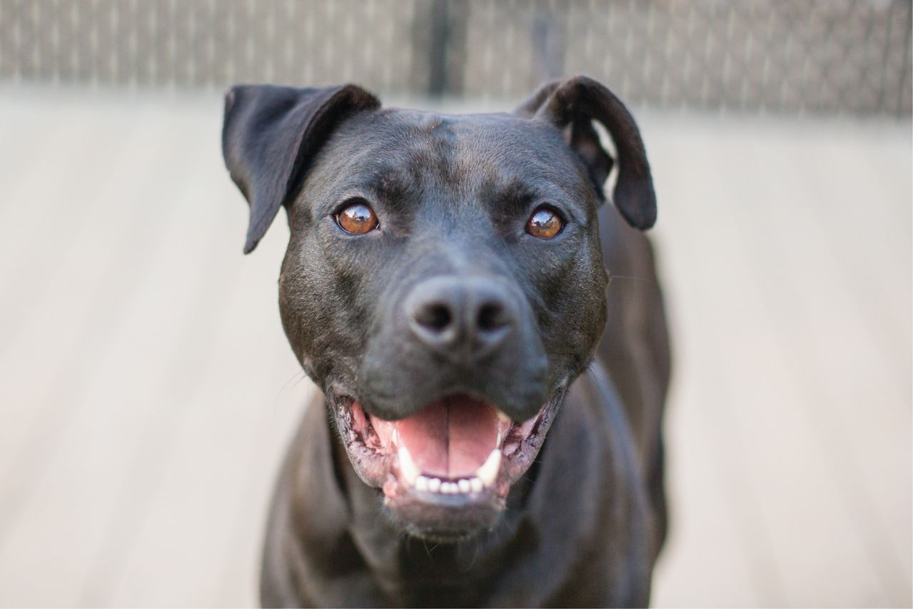 black dog smiling