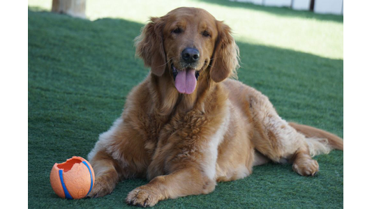 A Golden Retriever dog lying on the grass next to a a ball