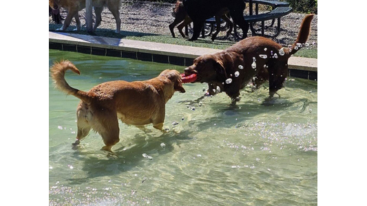 two dogs playing in a swimming pool. One is a light-colored dog standing in the water, and the other is a dark-colored dog holding a red toy in its mouth