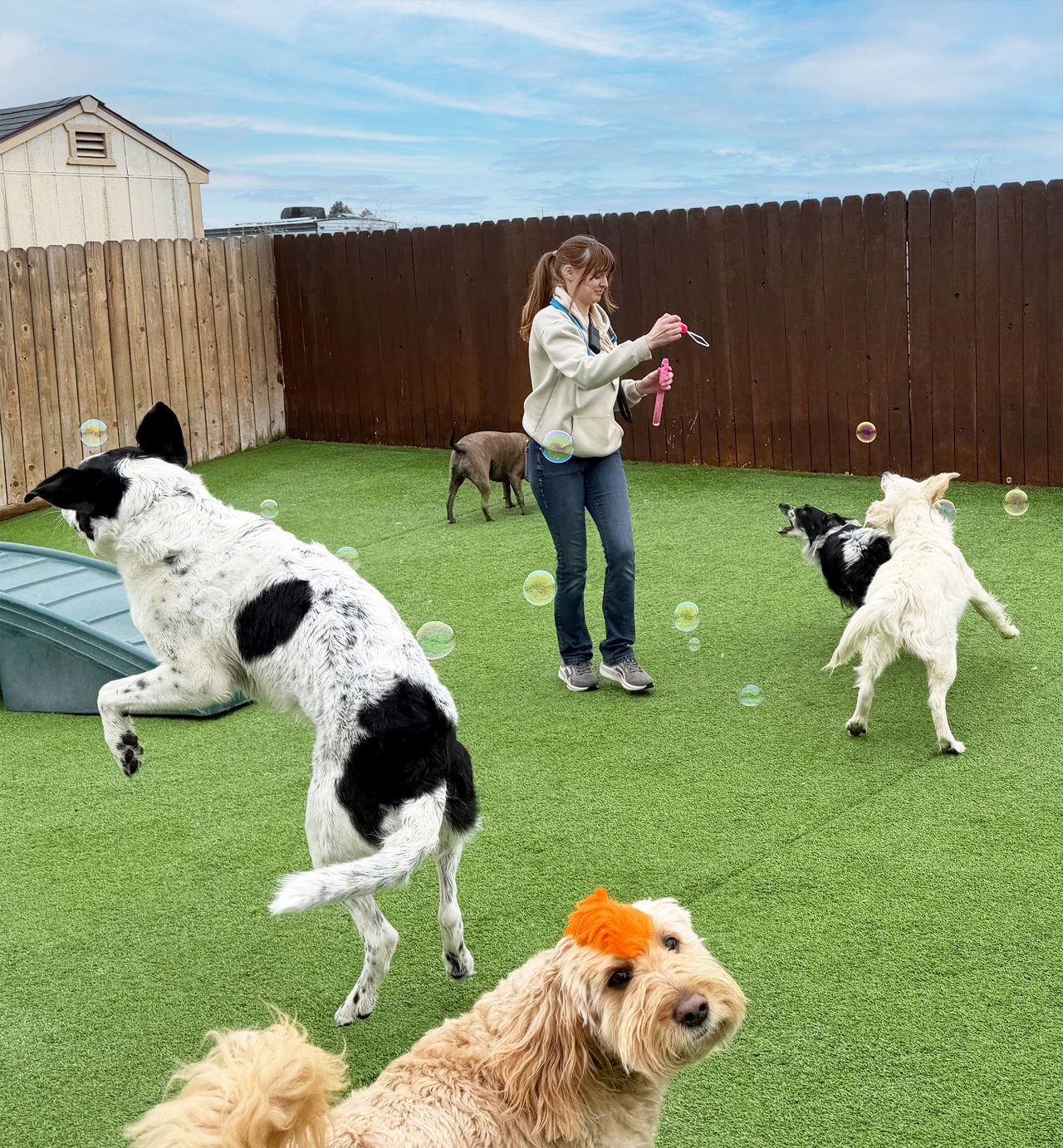Woman blowing bubbles for 5 dogs to play with. Dog with an orange mohawk in the foreground.