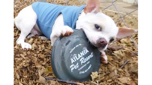 A small white dog wearing a light blue sweater lying on a bed of dry leaves, resting its mouth and paw on a dark green 'Atlanta Pet Resort' frisbee