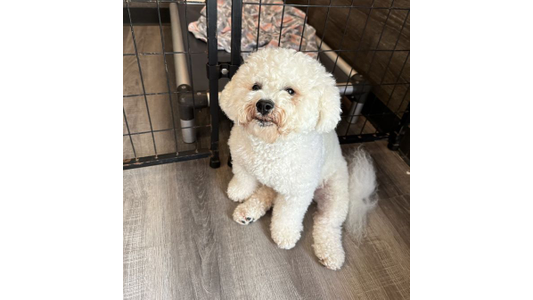 A fluffy white Bichon Frise sits patiently on a wooden floor in front of an open wire crate