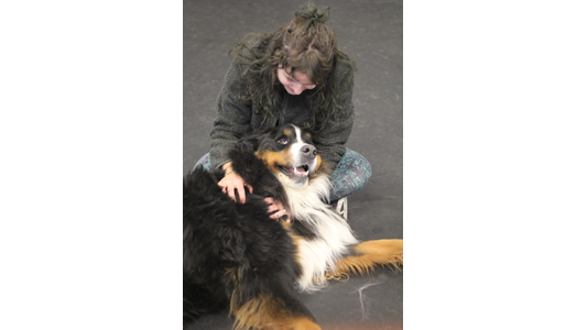 A smiling woman sitting cross-legged on a dark gray floor pets a large, fluffy Bernese Mountain Dog. The dog is lying back across her lap, looking up at her happily with its mouth open