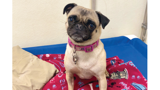 Pug Puppy Sitting On Bed