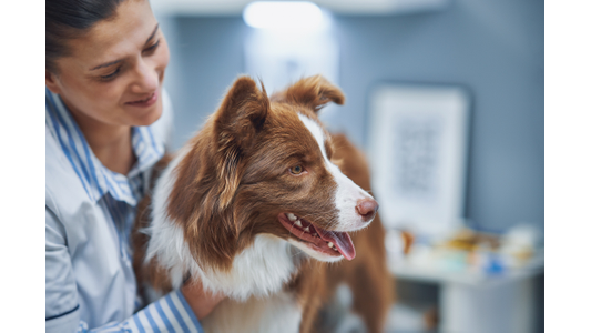 A smiling woman in a striped shirt gently holds a brown and white dog that is panting and looking to the side, set against the blurred background of what appears to be a veterinary clinic.