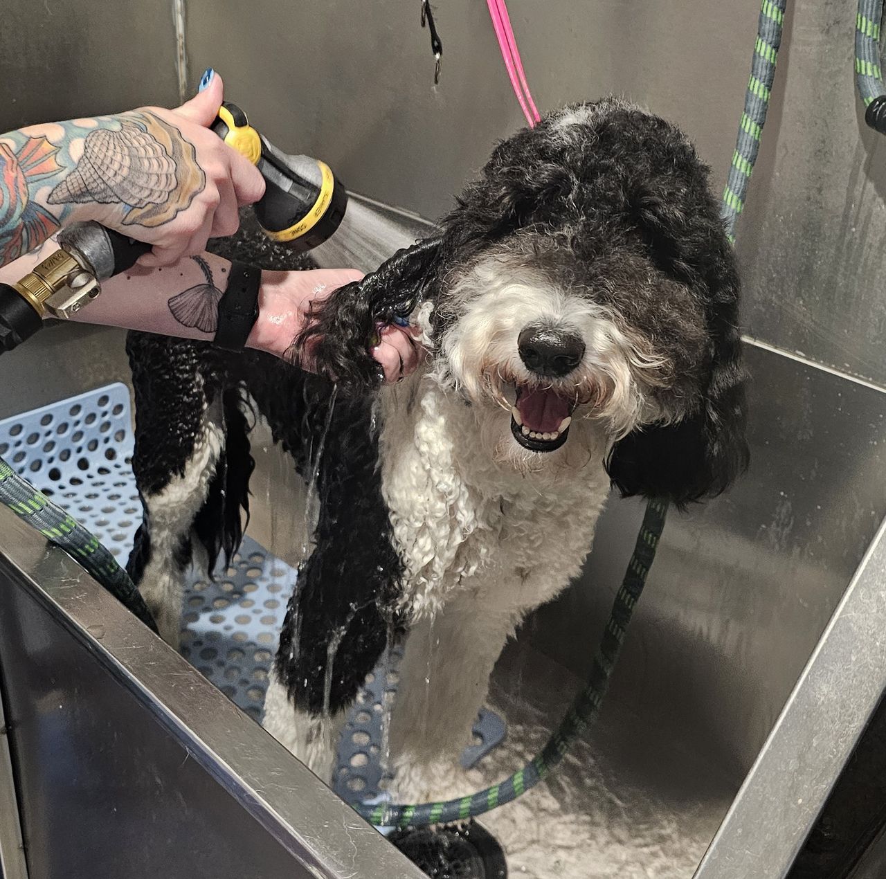 A fluffy black-and-white dog, possibly a poodle-mix, stands happily in a stainless steel grooming tub with its mouth open in an excited "smile" as it is bathed. A groomer, whose tattooed arms are visible, uses a handheld sprayer to rinse the wet, curly coat of the dog. The dog is positioned on a blue perforated mat within the tub, while water sprays and hosing are seen in the background.