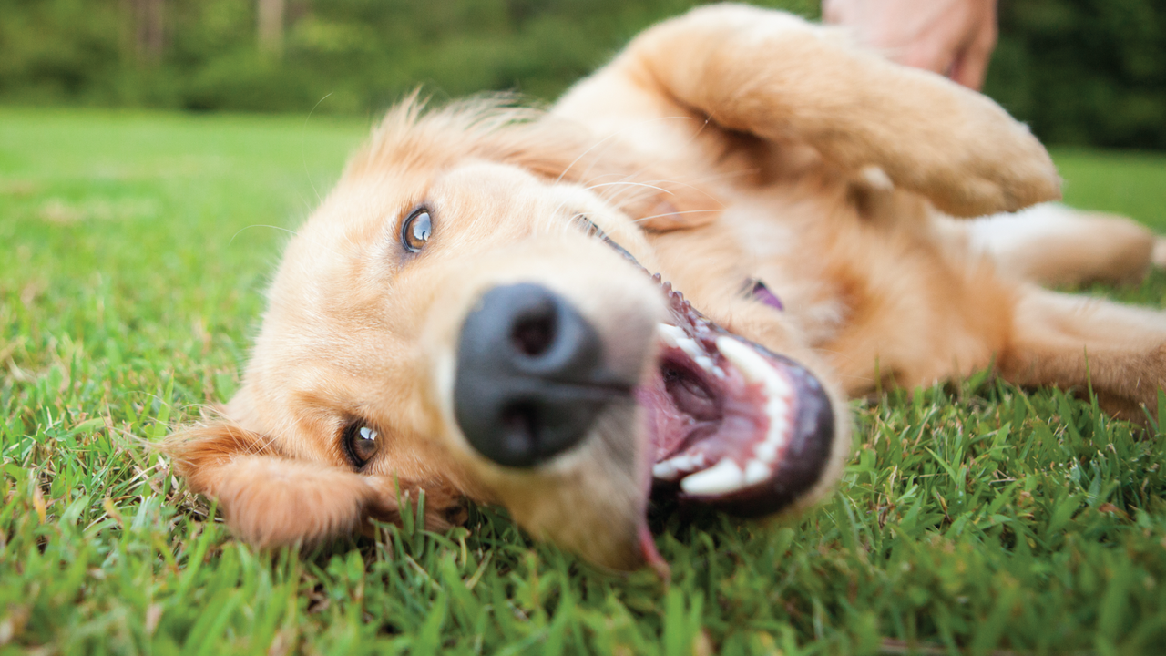 Smiling golden retriever
