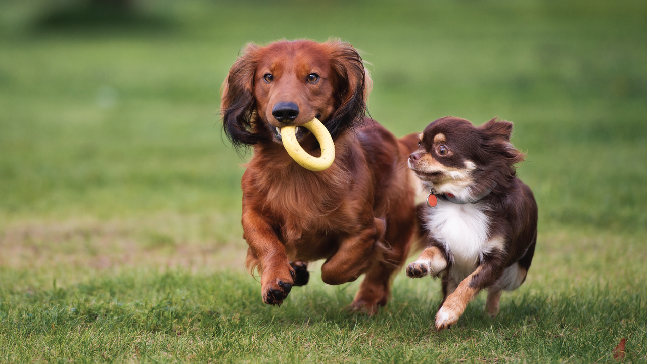 Long-haired Dachshund carrying a yellow ring toy while running across the grass alongside a long-haired Chihuahua