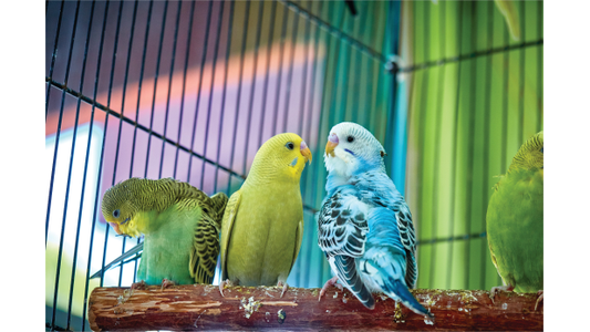 Three budgerigars—one green, one yellow, and one blue and white—perched together on a wooden branch inside a cage