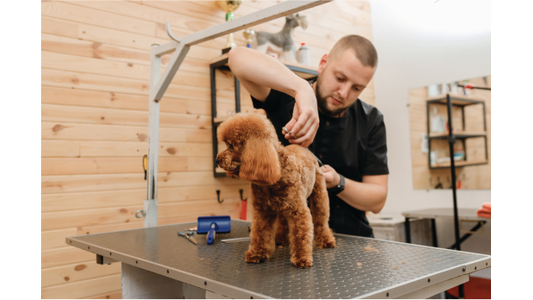 groomer-shaving-dog