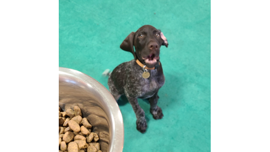 German Shorthaired Pointer puppy sitting on a green floor eagerly waiting by a metal bowl of kibble