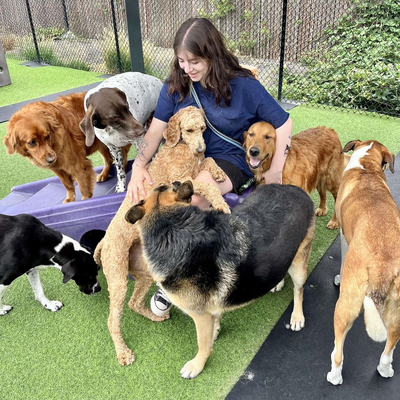 A woman sitting on artificial turf surrounded by several dogs of various breeds at a daycare play session.
