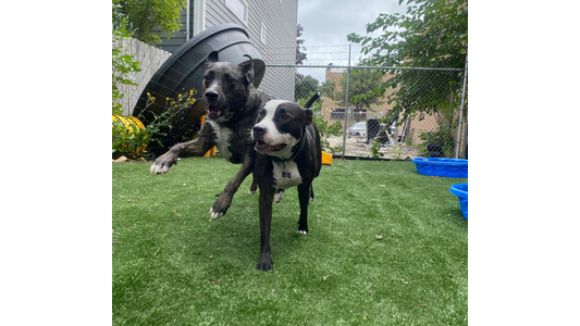 Black puppies playing