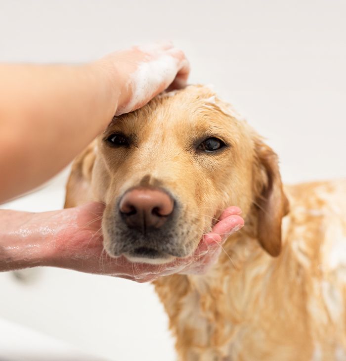 A golden retriever being bathed, with hands gently scrubbing its head, covered in soap, and a calm expression.