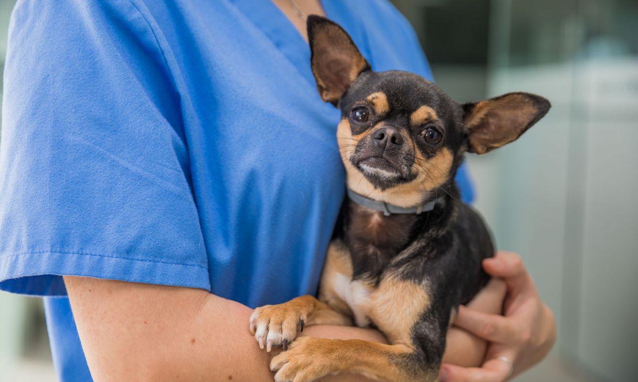 A small, black and tan Chihuahua being comfortably held in the arms of a veterinary professional wearing blue scrubs