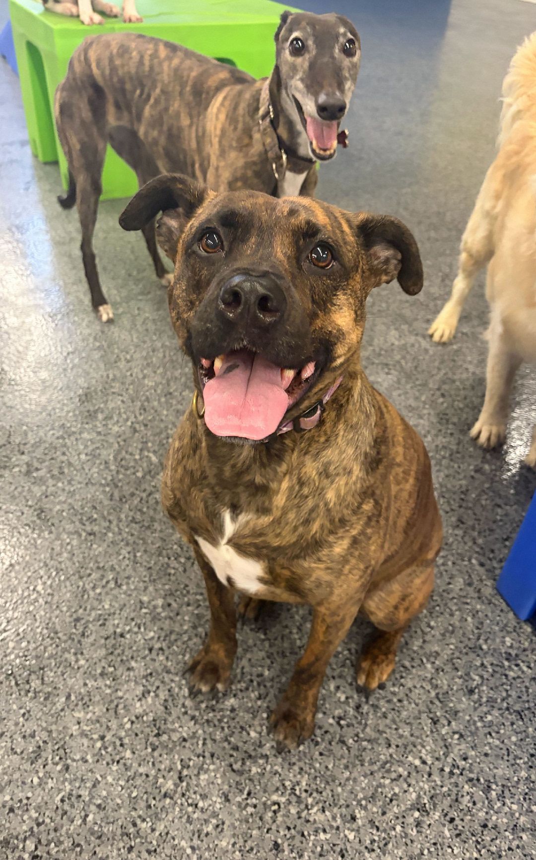 A happy brindle dog with a white chest patch and a pink collar sits on a speckled grey floor with its tongue out, looking up directly at the camera, while a tall brindle greyhound stands smiling in the background of an indoor play area