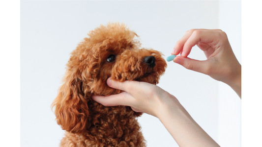 Person gently holding a red toy poodle’s chin while offering a blue pill capsule