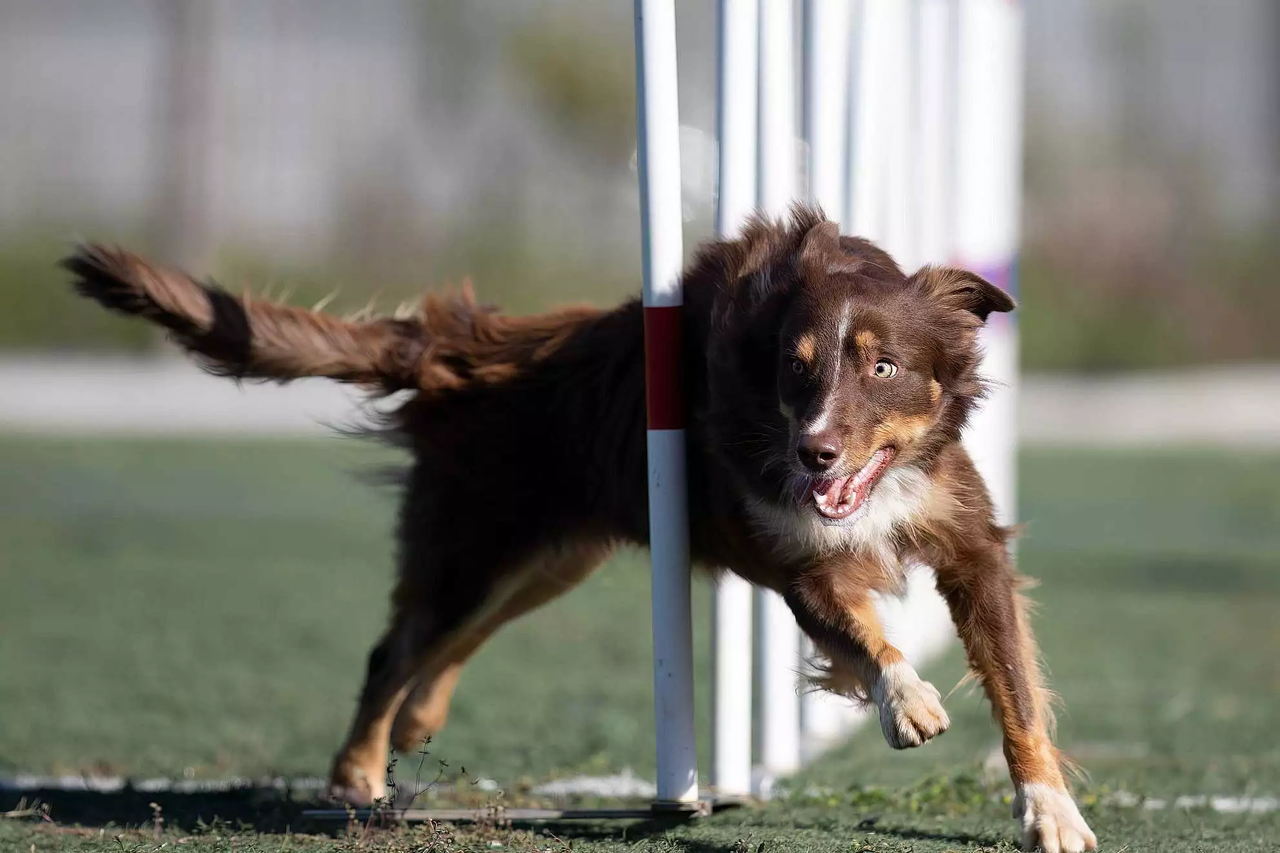 Red tricolor Australian Shepherd weaving through agility poles during outdoor dog agility training