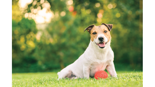 Smiling white and tan terrier sitting in a sunny backyard with a red ball