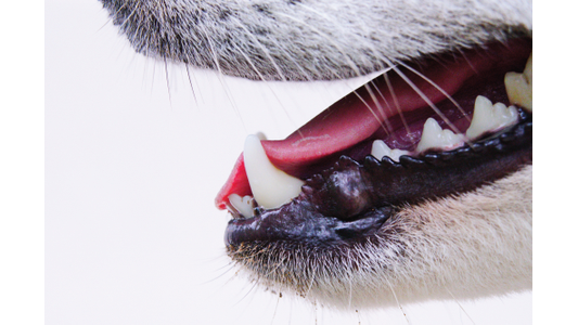 Close up of dog's teeth.