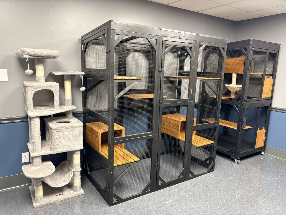 cat boarding room