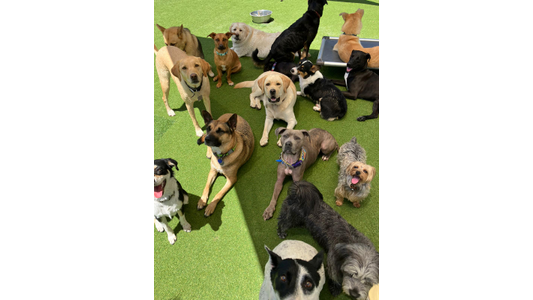 Yellow Labs, a Yorkie, and a pack of mixed breeds relaxing in a daycare play yard