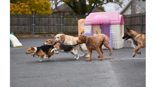 Playful pack of dogs chasing each other across an outdoor dog daycare yard with playground toys