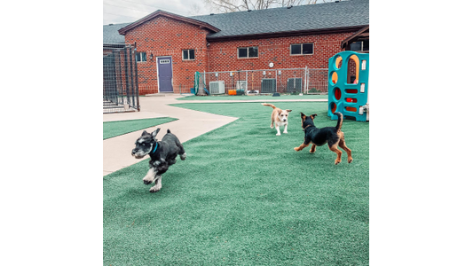 staff-dog-daycare