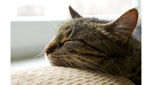 Tabby cat napping peacefully on a soft blanket near a sunny window
