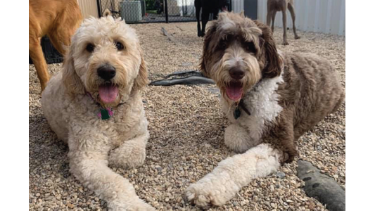 Alt Text:  Two happy Goldendoodles lying side by side on gravel in an outdoor dog daycare yard