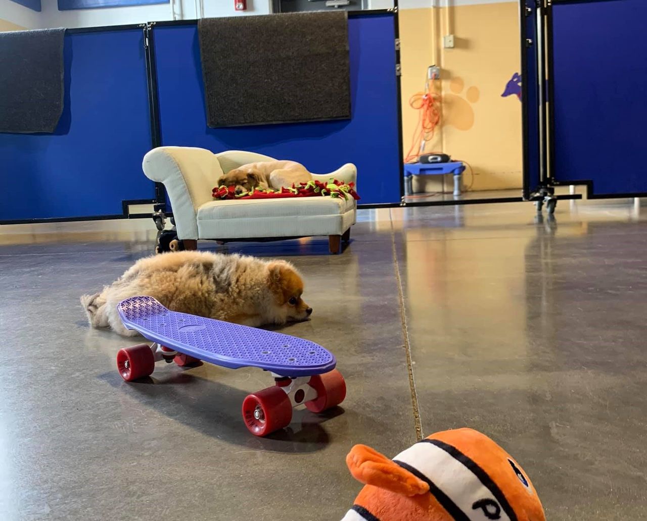 Fluffy Pomeranian lying behind a purple skateboard with red wheels on a concrete floor, with an orange clownfish plush in the foreground and a dog resting on a blue loveseat in a dog daycare