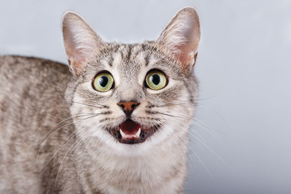 cat