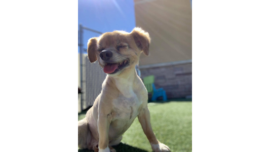 cute puppy