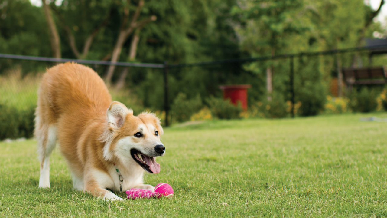 Excited red and white dog ready to play with its favorite pink toy outdoors