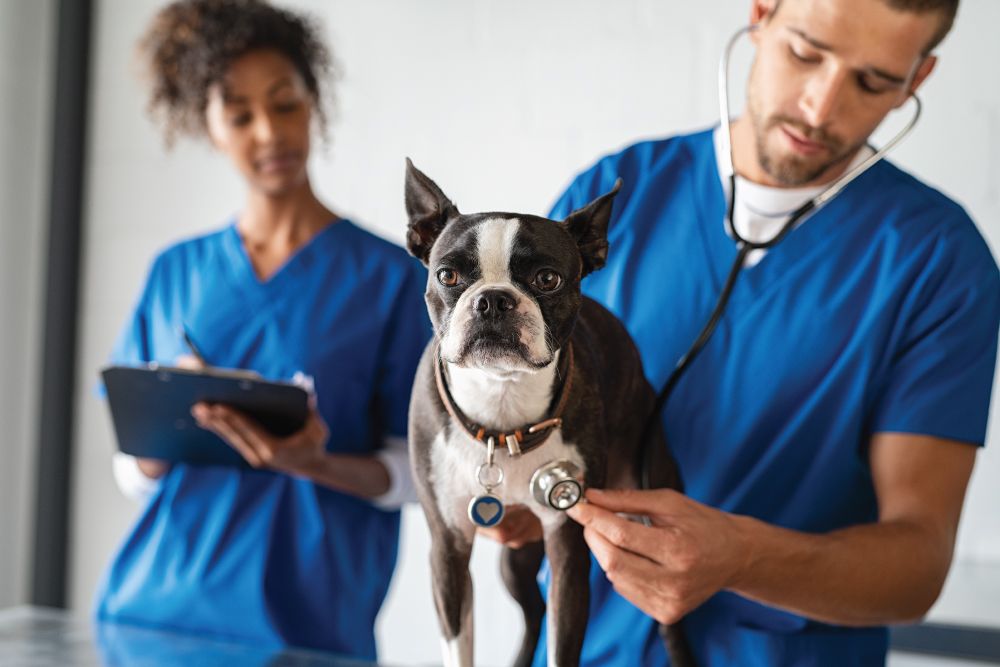 french-bulldog-veterinarian