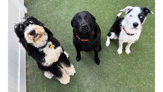 Three dogs sitting side by side on green artificial turf outside. On the left, a fluffy, wavy-haired Bernedoodle with black, white, and tan markings sits tilting its head up toward the camera. In the middle, a smooth-coated solid black Labrador Retriever sits attentively looking forward. On the right, a white and black mixed-breed dog with striking bright blue eyes sits looking directly ahead.
