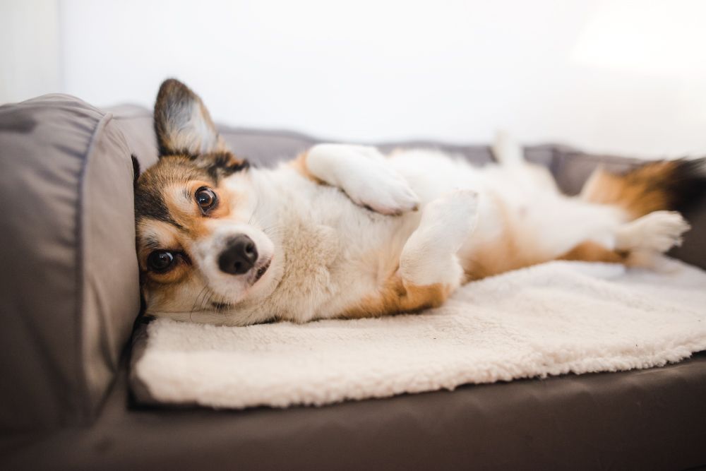 A tricolor Corgi lying on its back with its paws curled up, relaxing comfortably on a fluffy white blanket inside a soft dog bed