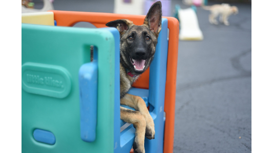 German Shepherd puppy peeking out of colorful play equipment in an outdoor dog daycare play yard