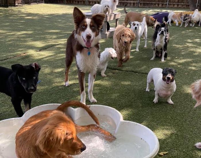 Golden Retriever cooling off in a splash pool as a pack of dogs plays nearby