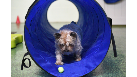 Yorkshire Terrier running through a blue agility tunnel toward a tennis ball during indoor dog enrichment play