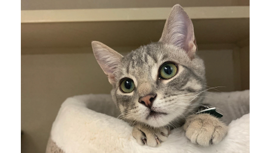 Curious gray tabby cat with green eyes peeking over the edge of a plush white pet bed