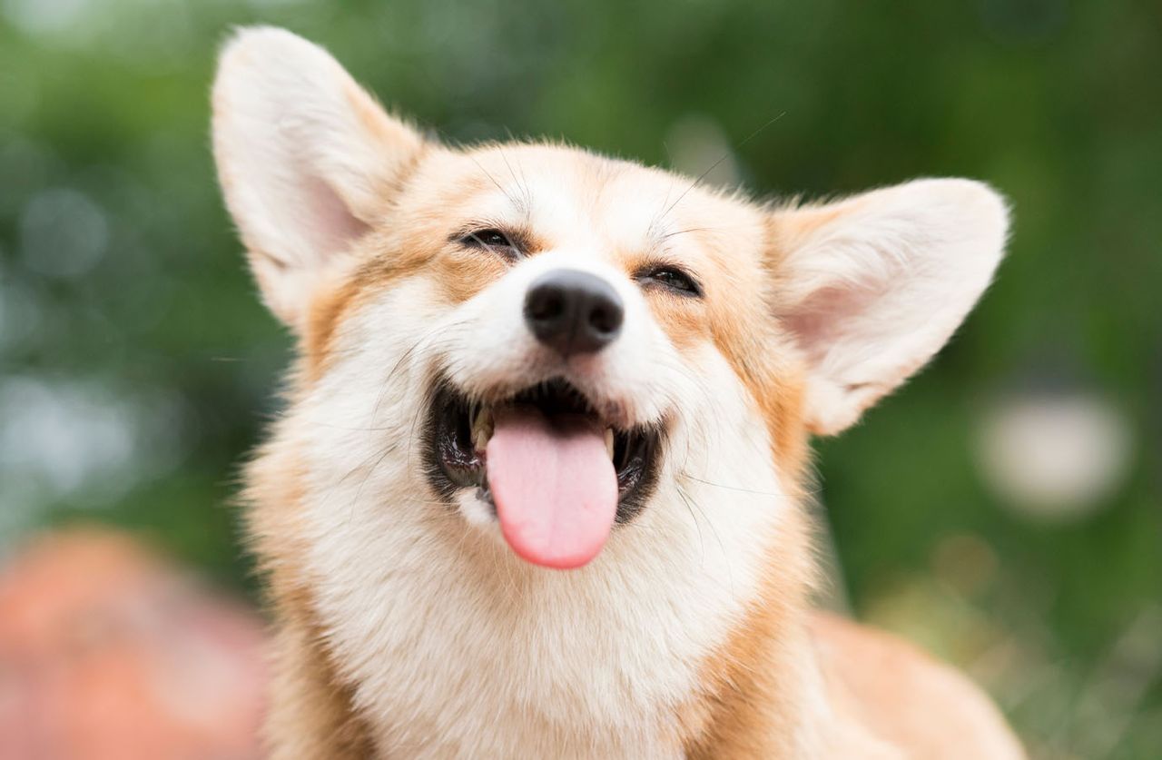 a happy tan and white Corgi with a wide smile, squinty eyes, and its tongue hanging out, set against a blurred green outdoor background