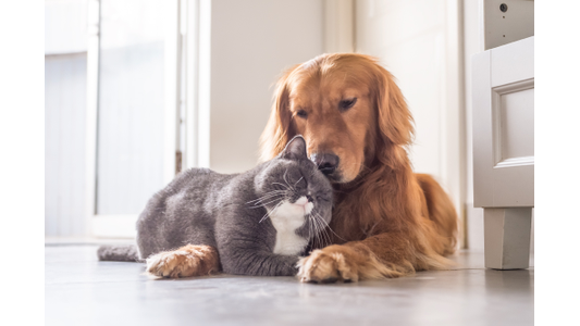 Cat and dog snuggling on the floor